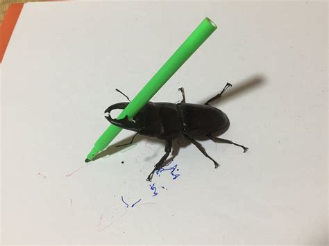 Spike The Beetle Takes Art World By Storm Yes Beetle As In Insect