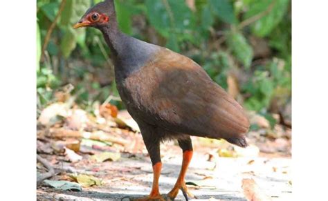 Dilindungi Sangat Ketat, Inilah Jenis Burung Indonesia yang Hampir Punah