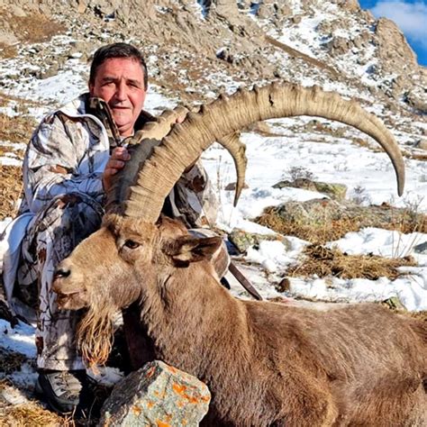 Mid Asian Ibex Hunting In Kazakhstan Successful Season Profihunt