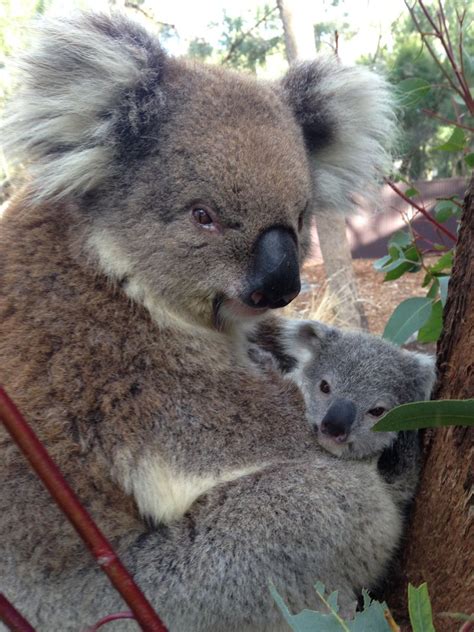 Koala Joey Blooms At Taronga Zoo Zooborns