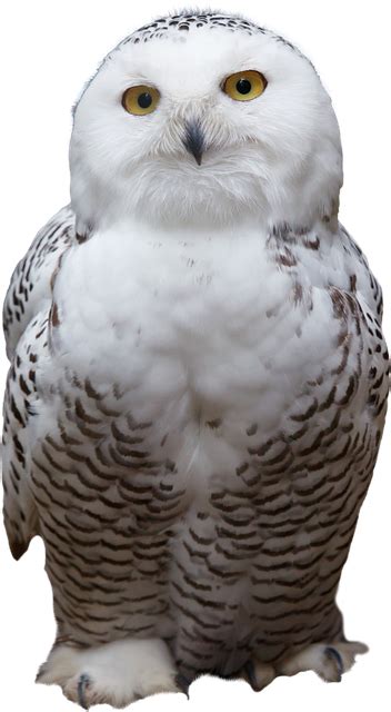 White Owl Bird Free Photo On Pixabay Pixabay