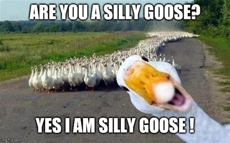 Goose Imgflip