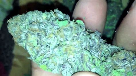 They will eat your hard earned eggs. hydro lavender (Super Skunk x Big Skunk Korean x Afghani ...