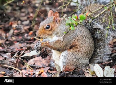 Squirrel Eating Acorns In The Regents Park Of London Stock Photo Alamy