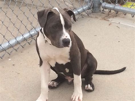Follow san diego bullies availabull blog for the most recent updates and available puppies. Scorch is an adorable pit puppy who is up for adoption in San Diego, CA email ...