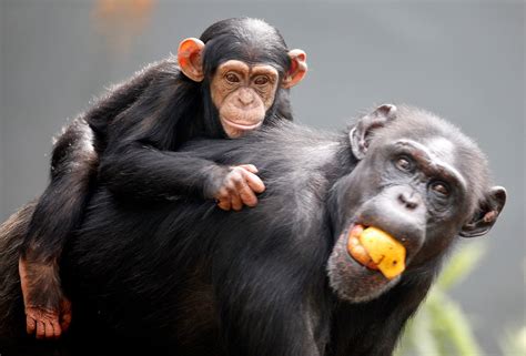 Chimpanzee For Sale Canada Isa Lake