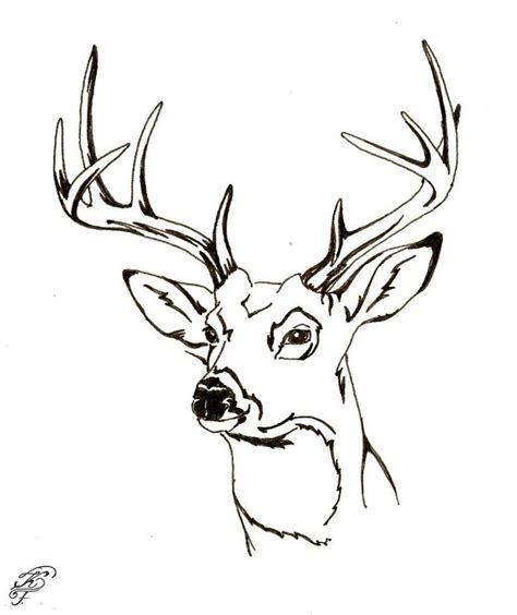 Deer Head Drawing At Getdrawings Free Download