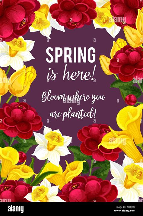 Spring Is Here Quote And Blooming Flowers Bouquet For Seasonal