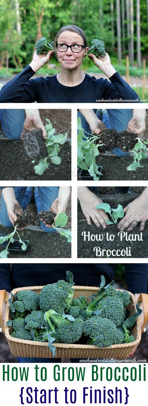 How To Grow Broccoli Start To Finish One Hundred Dollars A Month