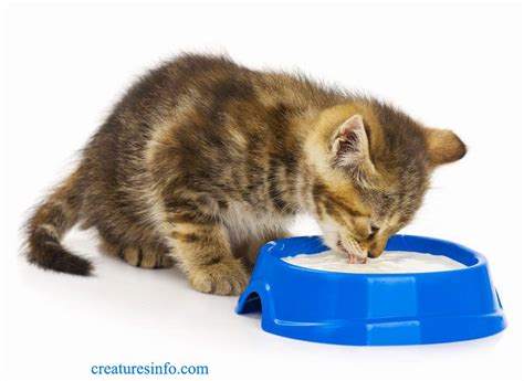 There is the reason why one needs to buy the pet foods since they have the exact nutrients that the pet needs. CAN CATS EAT YOGURT? And IS IT SAFE FOR CATS? | Cats ...