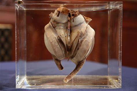 Worlds First Artificial Heart Displayed After Nearly 50 Years At