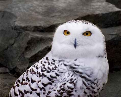 Flying Animal The Snowy Owl