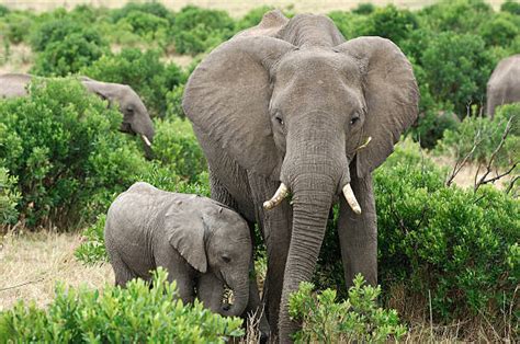 Top Young Elephant Side View Stock Photos Pictures And