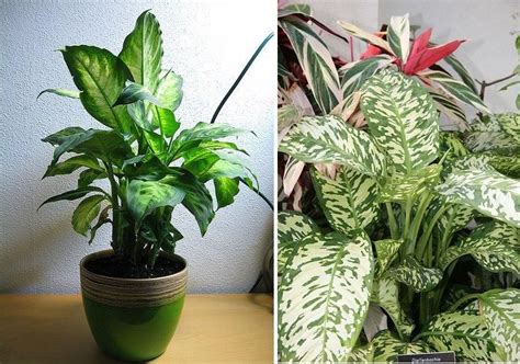 3 plantas sobre el suelo. Pin en 0 - paisajismo - plantas interior
