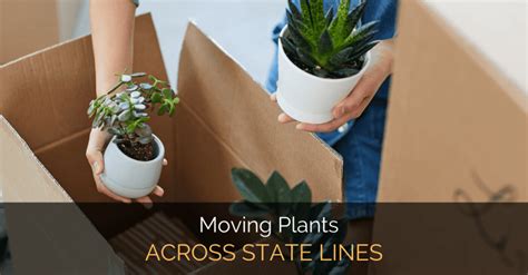 Things You Need To Know When Moving Plants Across State Lines Garden Loka