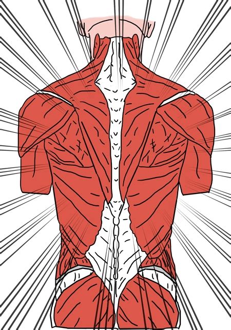 Erector Spinae Muscles Structure Innervation And Function