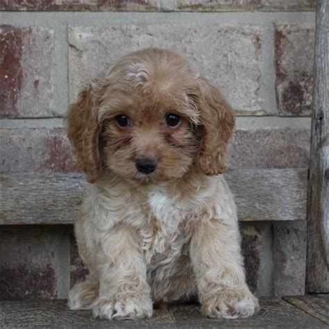 Welcome to cathy's cockapoos of florida. Cockapoo | Puppy leash collars, Puppies, Puppies for sale