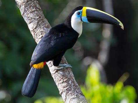 15 Types Of Toucans You Didnt Know Existed Sonoma Birding