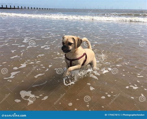 Cute Little Puggle Running And Enjoying The Beach Stock Image Image