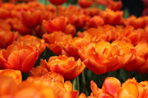 Lees summit, mo > lawn & garden services > statuary > springtime nursery. Stuifbergen Flowerbulb export is a wholesale supplier of ...