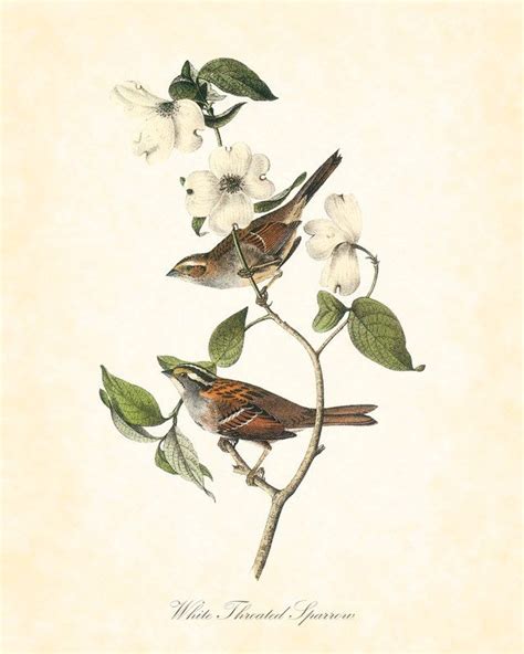 Vintage Bird Print White Throated Sparrow Audubon 8x10 Art