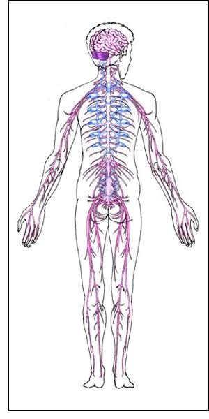 The central nervous system of vertebrates (such as humans) contains the brain, spinal cord, and retina. the nervous system diagram for kids - ModernHeal.com