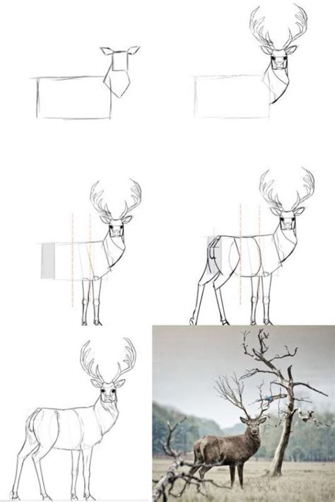 59 Tutos Pour Apprendre à Dessiner Des Animaux Deer Drawing Roses