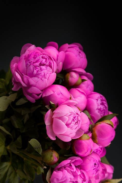 Пионовидная роза Пионы Luxury Flowers Pretty Flowers Pink Flowers