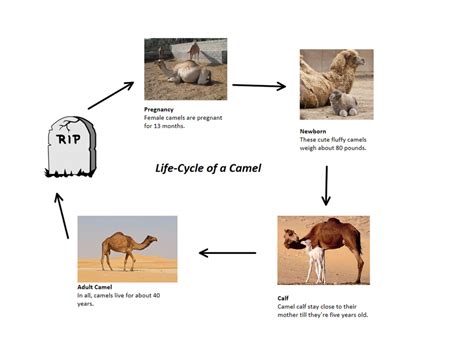 What is a feral camel? - My Site