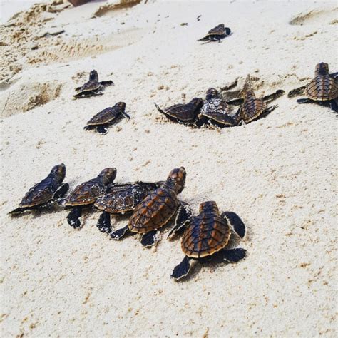 Help Protect Critically Endangered Sea Turtles Globalgiving