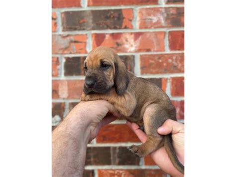 For the best experience, we recommend you upgrade to the latest version of browse thru thousands bloodhound dogs for adoption near in usa area listings on puppyfinder.com to find your perfect match. 10 Bloodhound puppies for sale in College Station, Texas - Puppies for Sale Near Me