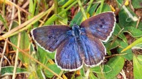 Rare Butterfly Hopes For New Cotswold Nature Reserve Bbc News