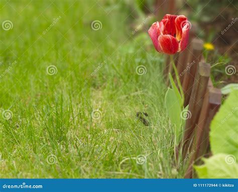 Red Tulip In Green Grass Stock Photo Image Of Blur 111172944