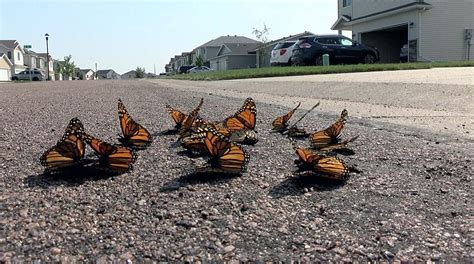 Monarch Massacre Hundreds Of Monarch Butterflies Die After Aerial