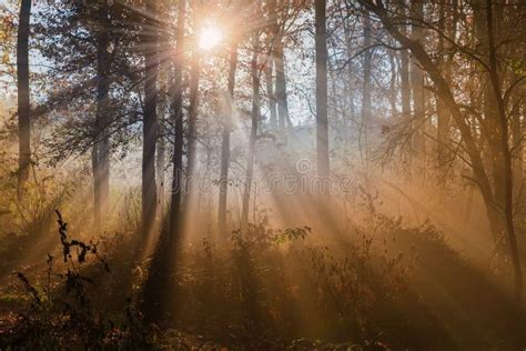 Fragment Of Autumn Deciduous Forest With Sun Beams In Fog Stock Image