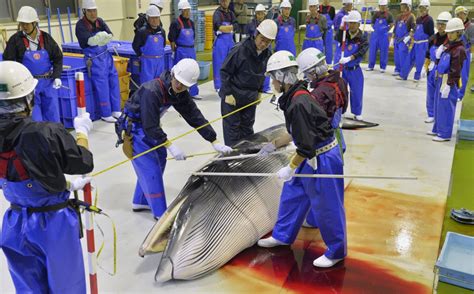 Japans Whaling Fleet Returns From Antarctic With 333 Minke Whales