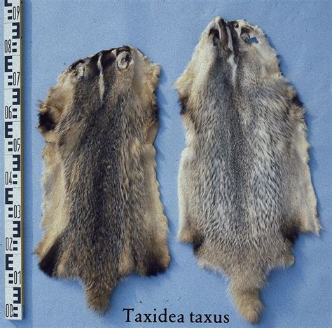 Filetaxidea Taxus American Badger Fur Skin Wikimedia Commons
