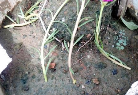 Most gardeners grow moss rose from nursery transplants or cuttings, but you can also start the plants from seed. Portulaca (Moss rose) - How to Grow and Care?-with Images ...