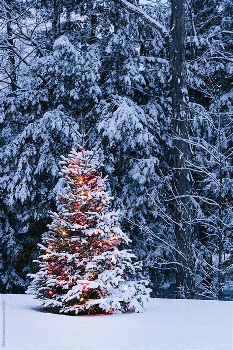 Christmas Tree By Stocksy Contributor Rob Sylvan Stocksy
