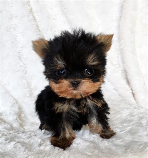 micro teacup yorkie yorkshire terrier puppy  sale iheartteacups