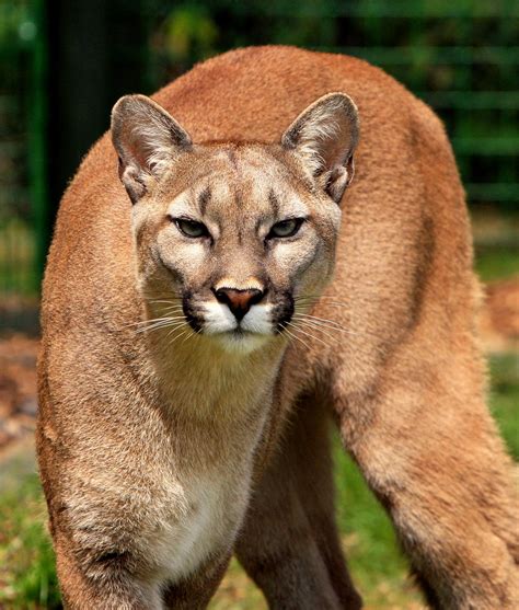 Felinos Jaguar Y Puma Animalbank ¡contribuye A Su Conservación