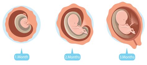 3rd Month Pregnancy Development Ultrasound And Exercises To Do