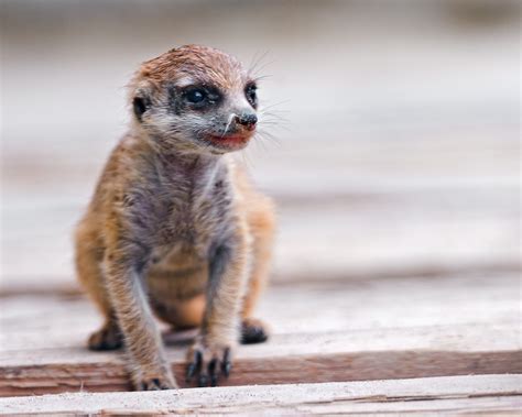 Baby Meerkat Sitting Another Cute Baby Animal This Time A Flickr