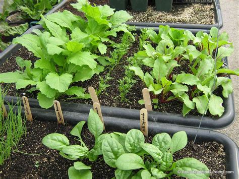 Is there a way to recycle old potting soil? Avoid a Black Thumb! Choose the Right Potting Soil ...