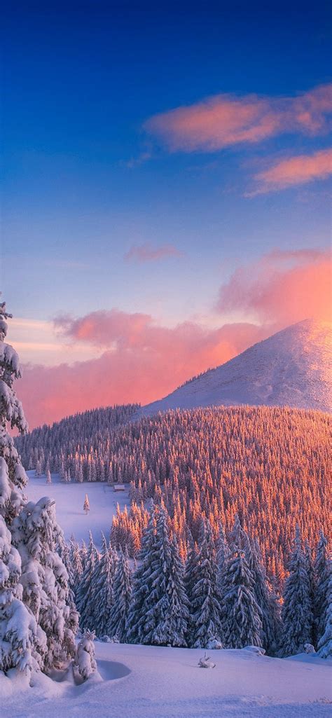 Download Snowy Pine Trees And Mountains Majestic Natures Winter