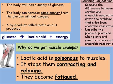 Anaerobic Respiration Gcse Full Lesson Teaching Resources