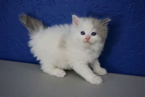 This is the equivalent of a kitty kiss. Ragdoll Kittens for Sale Near Me | Buy Ragdoll Kitten ...