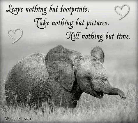 Pin By Rich Tobin On Quotes And Sayings Baby Elephant Pictures