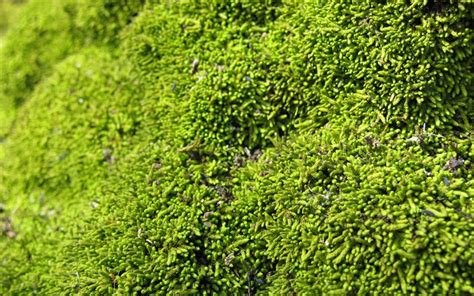 Download Wallpapers Moss Texture 4k Macro Plant Textures Natural