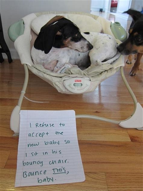 Dog Shaming Funny Pictures Dump A Day